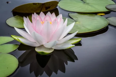 A pink Lotus in a pond