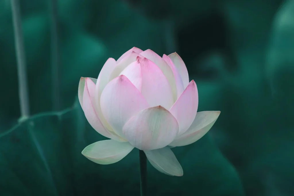 Home Page Lotus Flower