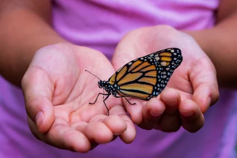 Two Hands Holding A Butterfly